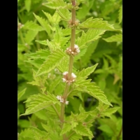 Lycope d'Europe, Lycopus europaeus (fam Lamiacees) (Europe occ., Asie) (4)